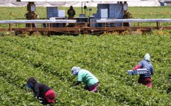 Farm work in Australia for visa