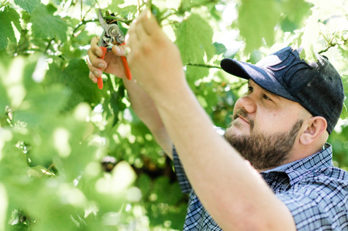 Fruit and Vegetable Picking Jobs in Canada