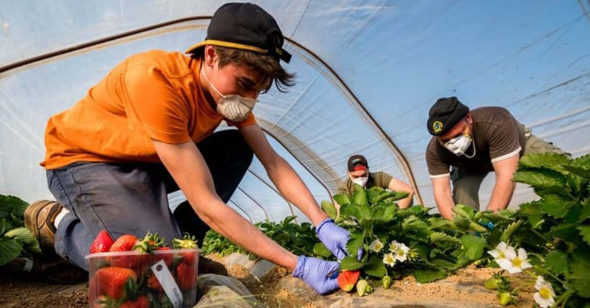 Italy Farm Worker Visa Requirements & Application 