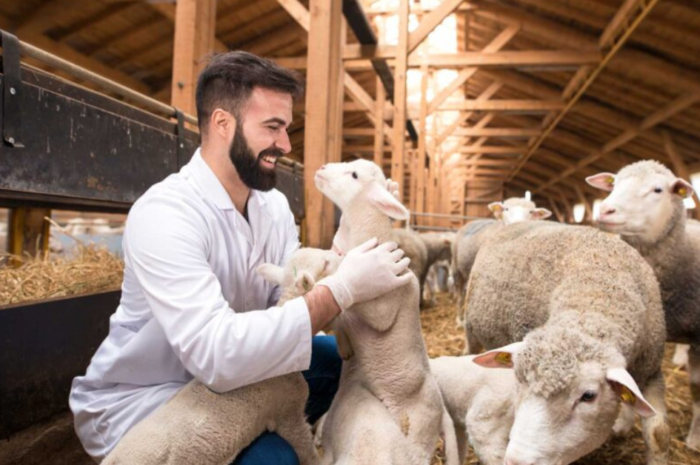 Livestock Care Jobs in UK 